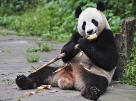 Результат пошуку зображень за запитом "панди"